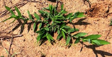  Young leafy plant
